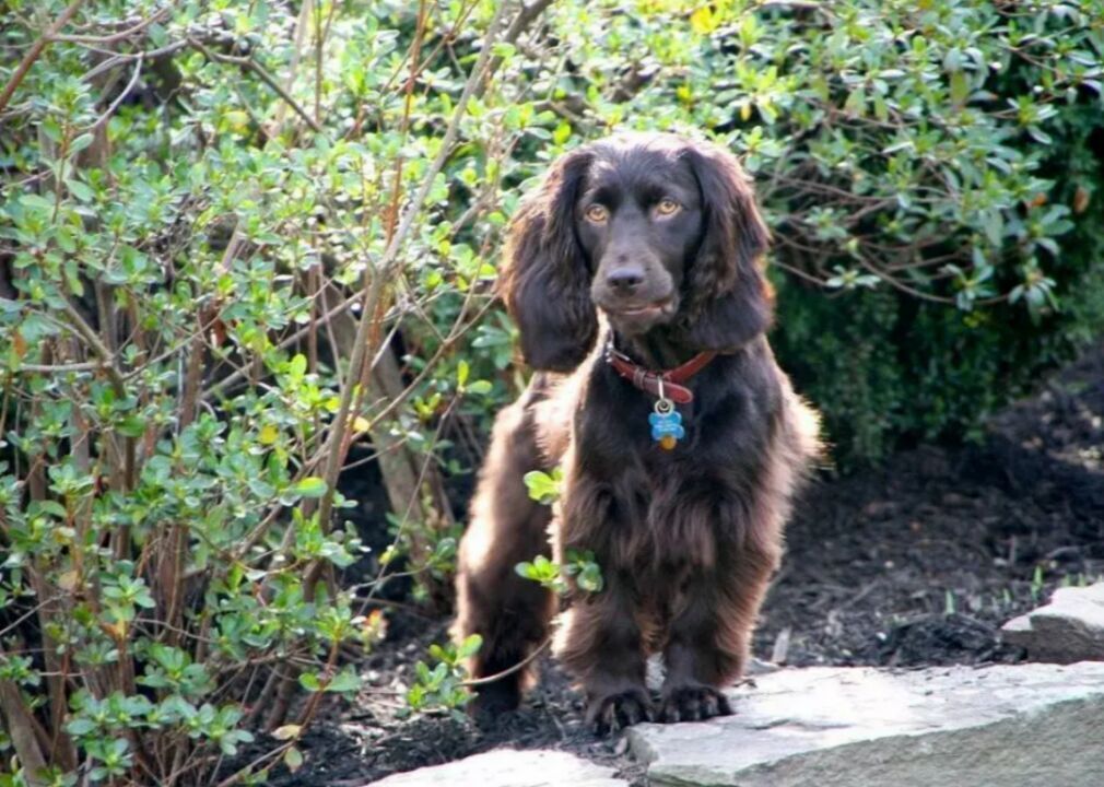 #87. Boykin Spaniel